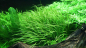Preview: Blyxa japonica - Japanisches Fadenkraut 1-2-Grow!